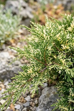 Juniperus chinensis 'Expansa Variegata' struik 30-40 cm C2