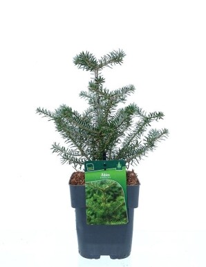 Abies koreana struik 20-30 cm C2