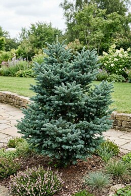 Abies koreana 'Blue Emperor' struik 20-30 cm C2