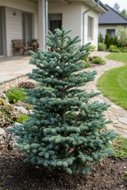 Abies koreana 'Blue Emperor' struik 20-30 cm C2