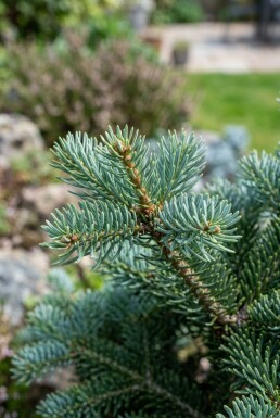 Abies koreana 'Blue Emperor' struik 20-30 cm C2
