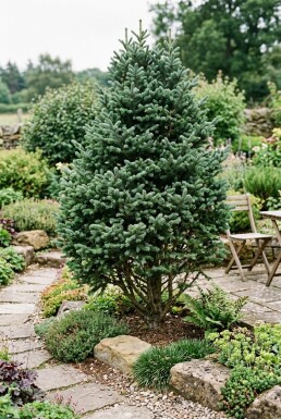 Abies lasiocarpa 'Compacta' struik 20-30 cm C2