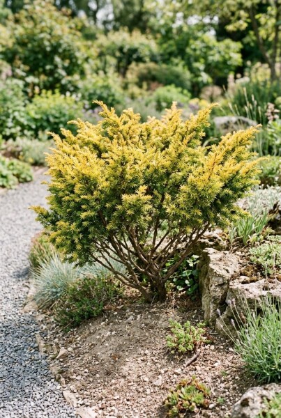 Juniperus communis 'Goldschatz' struik 30-40 cm C2