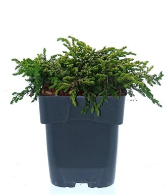 Juniperus communis 'Goldschatz' struik 30-40 cm C2