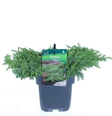 Juniperus communis 'Green Carpet' struik 30-40 cm C2