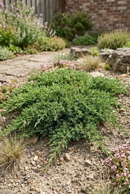 Juniperus communis 'Green Carpet' struik 30-40 cm C2