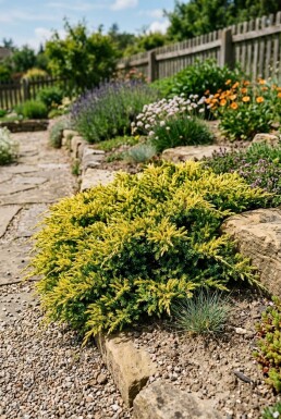 Juniperus communis 'Lemon Carpet' struik 20-25 cm C2
