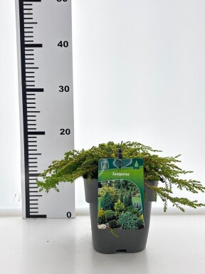 Juniperus communis 'Lemon Carpet' struik 20-25 cm C2