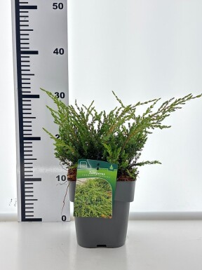 Juniperus communis 'Repanda' struik 30-40 cm C2