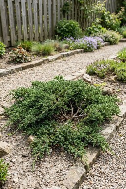 Juniperus communis 'Repanda' struik 30-40 cm C2