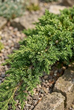 Juniperus communis 'Repanda' struik 30-40 cm C2