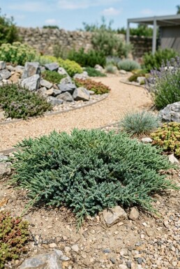 Juniperus conferta 'Schlager' struik 30-40 cm C2