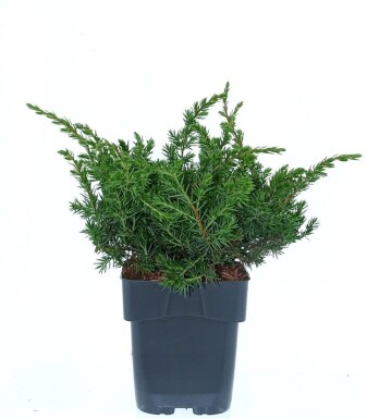 Juniperus conferta 'Schlager' struik 30-40 cm C2