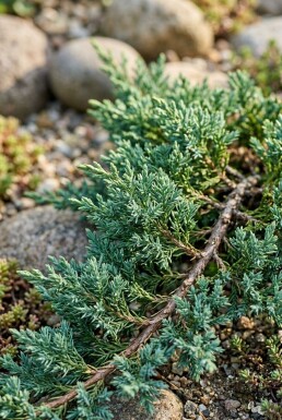 Juniperus horizontalis 'Agnieszka' struik 20-25 cm C2