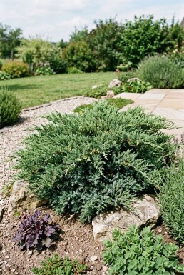 Juniperus horizontalis 'Andorra Compacta' Struik 30-40 cm C2