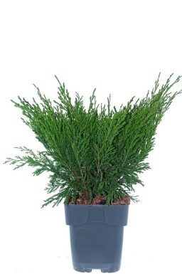 Juniperus horizontalis 'Andorra Compacta' Struik 30-40 cm C2