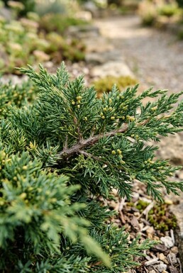Juniperus horizontalis 'Andorra Compacta' Struik 30-40 cm C2
