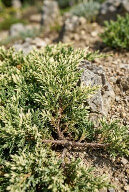 Juniperus horizontalis 'Andorra Variegata' struik 30-40 cm C2