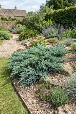 Juniperus horizontalis 'Blue Chip' struik 20-25 cm C2
