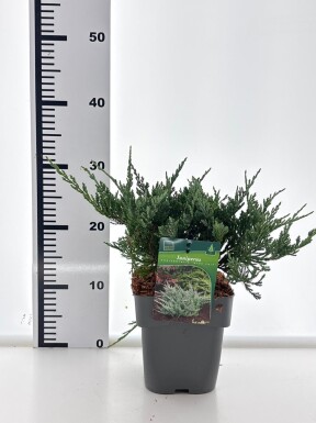 Juniperus horizontalis 'Blue Chip' struik 20-25 cm C2