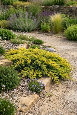Juniperus horizontalis 'Golden Carpet' struik 30-40 cm C2