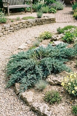 Juniperus horizontalis 'Icee Blue' struik 20-25 cm C2