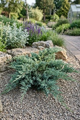 Juniperus horizontalis 'Icee Blue' struik 20-25 cm C2