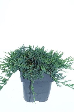 Juniperus horizontalis 'Wiltonii' struik 30-40 cm C2