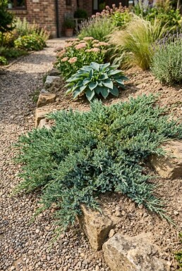 Juniperus horizontalis 'Wiltonii' struik 30-40 cm C2