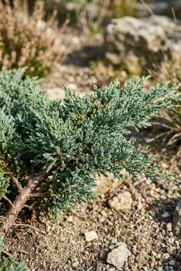 Juniperus horizontalis 'Wiltonii' struik 30-40 cm C2