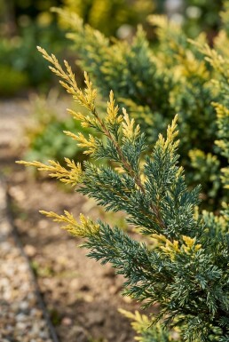 Juniperus pfitzeriana 'Blue and Gold' struik 30-40 cm C2