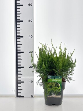 Juniperus pfitzeriana 'Mint Julep' struik 20-25 cm C2