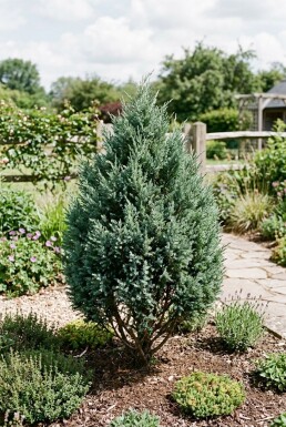 Juniperus 'Blue Chiffon' struik 30-40 cm C2