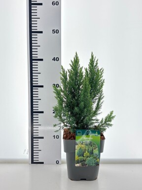 Juniperus 'Blue Chiffon' struik 30-40 cm C2
