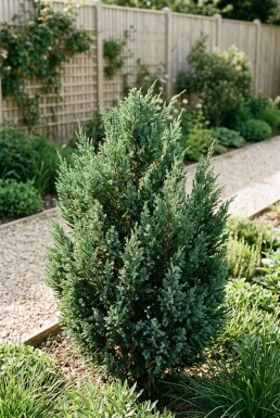 Juniperus 'Blue Chiffon' struik 30-40 cm C2