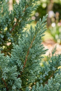 Juniperus 'Blue Chiffon' struik 30-40 cm C2