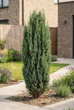 Juniperus communis 'Arnold' struik 25-30 cm C2