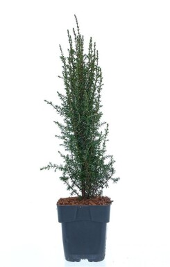 Juniperus communis 'Arnold' struik 25-30 cm C2