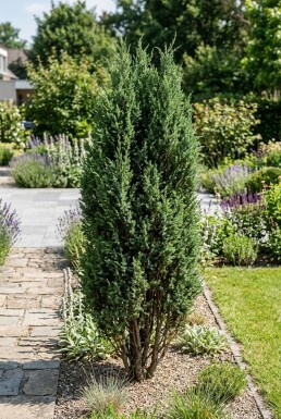 Juniperus communis 'Arnold' struik 25-30 cm C2