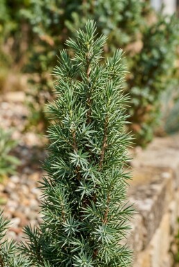 Juniperus communis 'Arnold' struik 25-30 cm C2