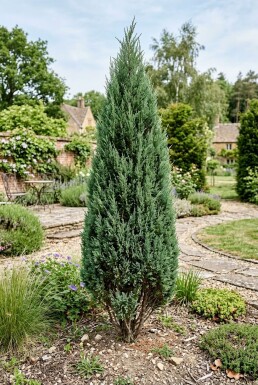 Juniperus chinensis 'Stricta' struik 30-35 cm C2
