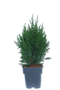 Juniperus chinensis 'Stricta' struik 30-35 cm C2