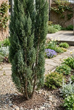 Juniperus chinensis 'Stricta' struik 30-35 cm C2