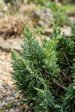 Juniperus chinensis 'Stricta' struik 30-35 cm C2
