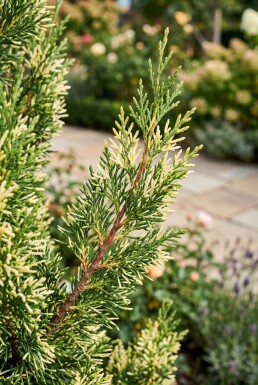 Juniperus chinensis 'Stricta Variegata' struik 30-35 cm C2