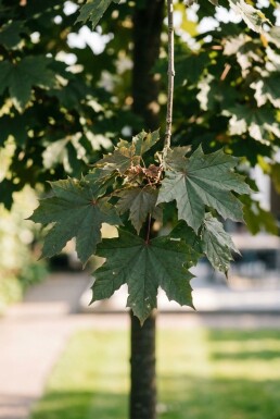 Acer platanoides 'Crimson Sentry' op stam 80 cm C5