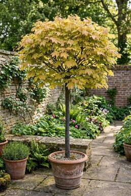 Acer pseudoplatanus 'Brilliantissimum' op stam 120 cm C5