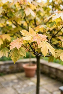 Acer pseudoplatanus 'Brilliantissimum' op stam 120 cm C5