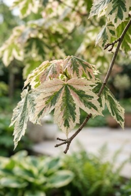 Acer pseudoplatanus 'Simon-Louis Frères' op stam 120 cm C5