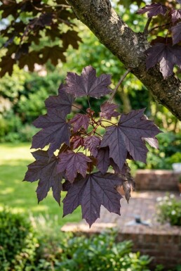 Acer platanoides 'Royal Red' op stam 80 cm C5